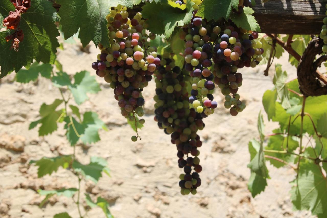 Podere Campo Alle Serpi Bibbona Εξωτερικό φωτογραφία