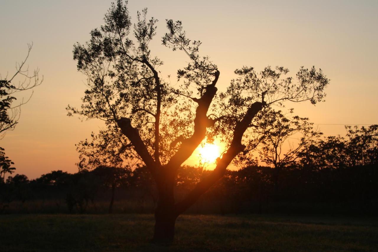 Podere Campo Alle Serpi Bibbona Εξωτερικό φωτογραφία