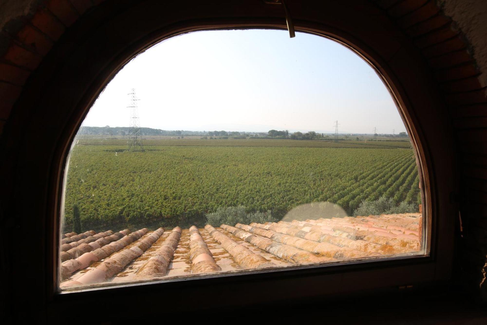 Podere Campo Alle Serpi Bibbona Εξωτερικό φωτογραφία
